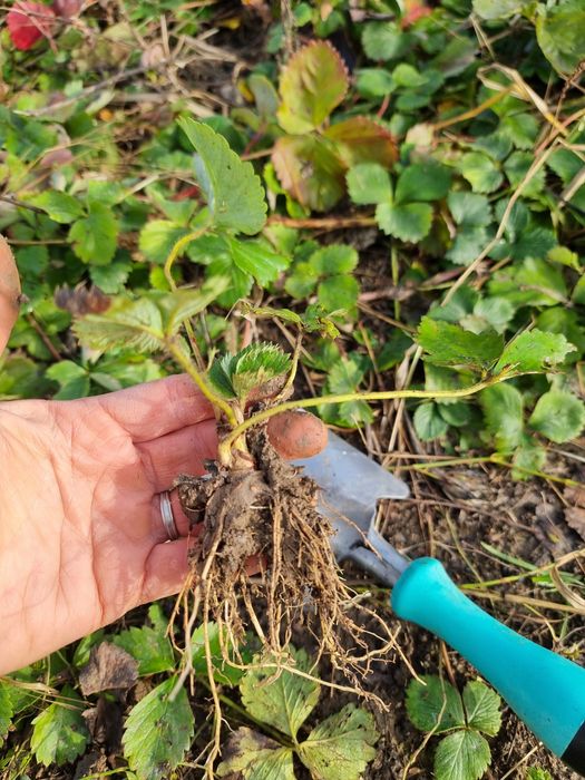 Stoloni de căpșuni – soi Premial