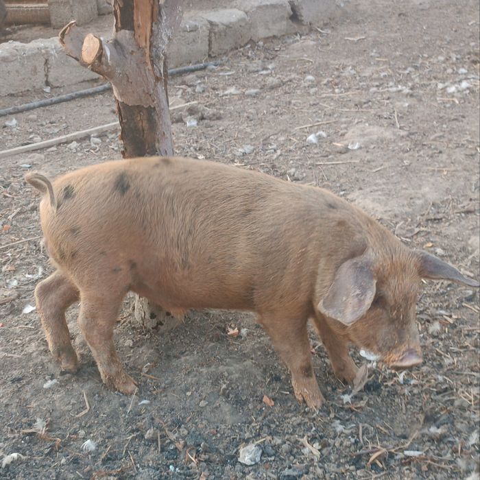Продаются поросята!