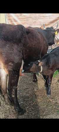 Vaca Brună prima fătare o vițică angus 2 luni