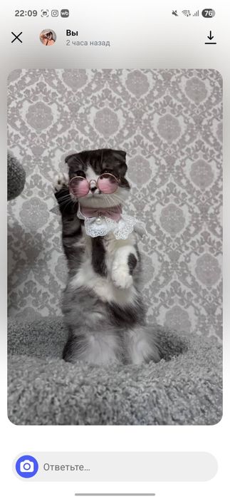 Веслоухая мысық.