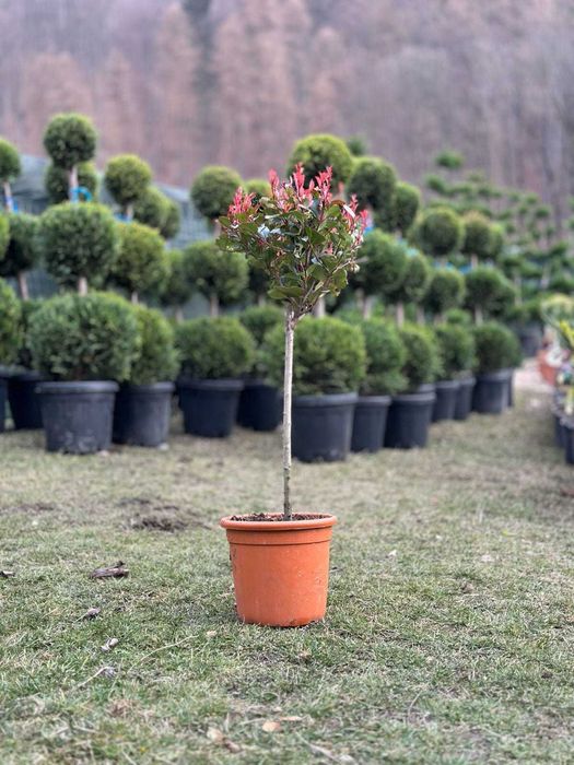 Amenajează-ți Grădina cu Plante Premium – Plata la Livrare