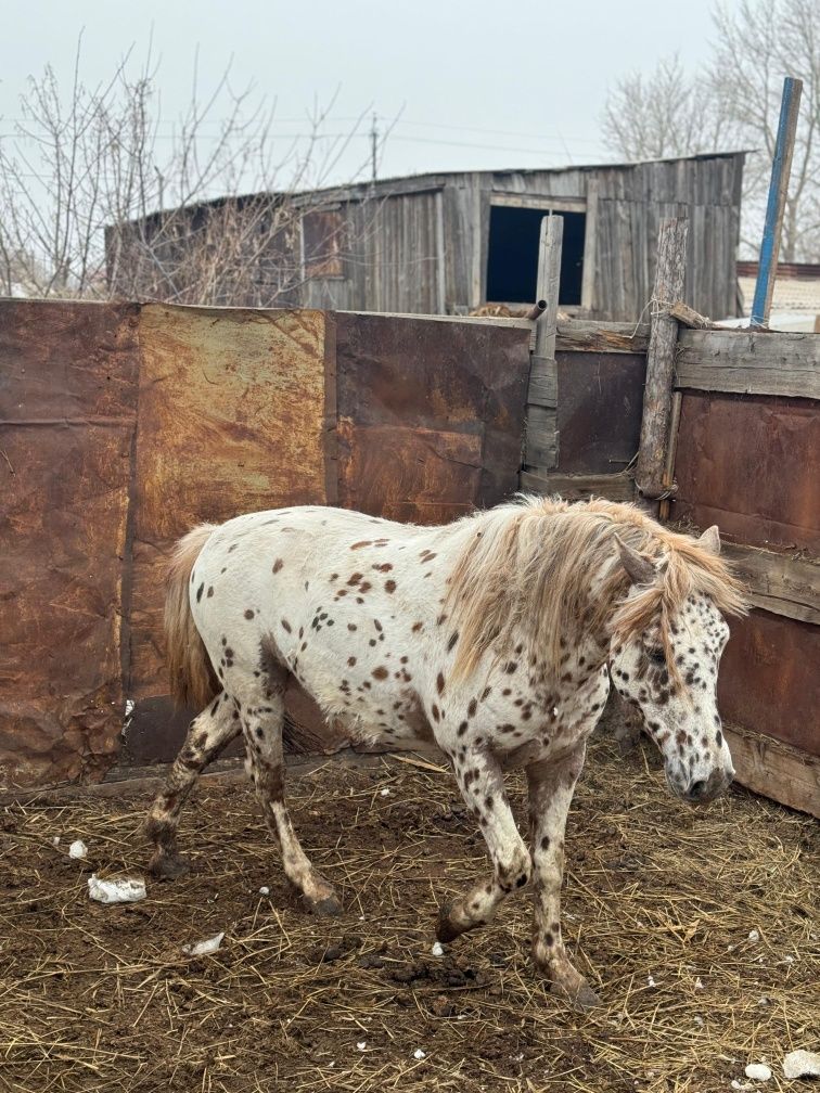 Айғырлар сатылады сауда бар.