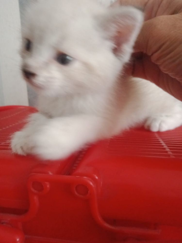 Отдам бесплатно котят