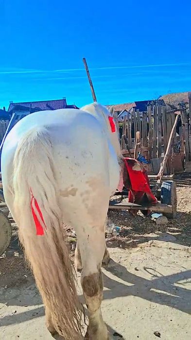 Vând  cal armăsar  forte cuminte   9 pe 10 ani