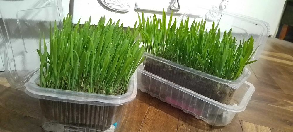 Продавам трева за котки 6 лв. със доставката за град Варна.