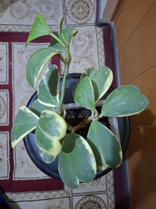 Продам хойю Керри варигатную