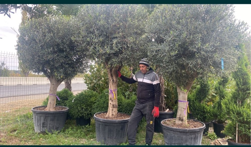 Măslini seculari calitate extra transport gratuit