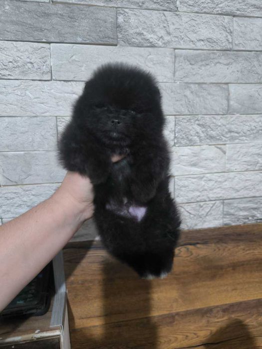 Померанский  Шпиц