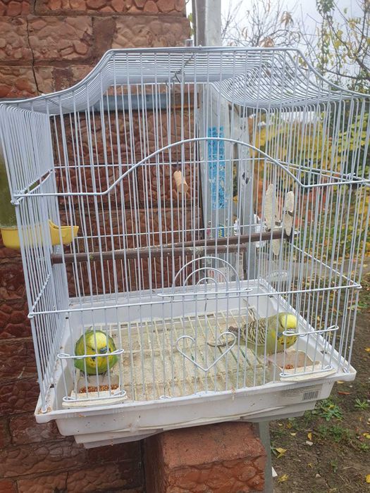 Papagali tineri peruși