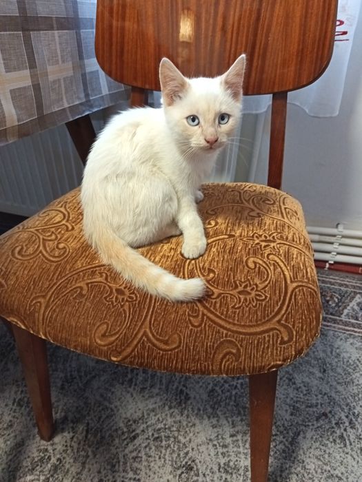 Ofer spre adopție pisoi siamez !