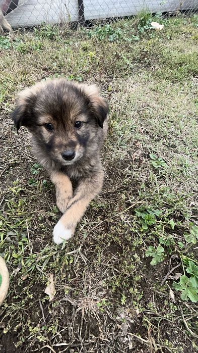 Donez cățeluși care au fost abandonați de stăpâni la marginea pădurii