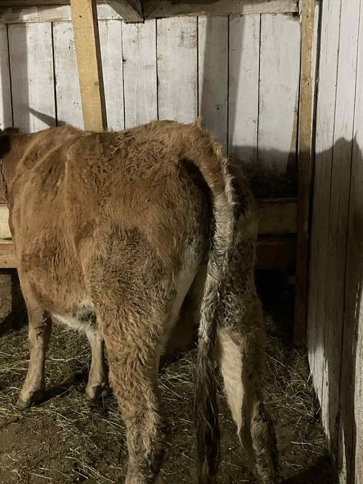 Vând Vaca de ținut