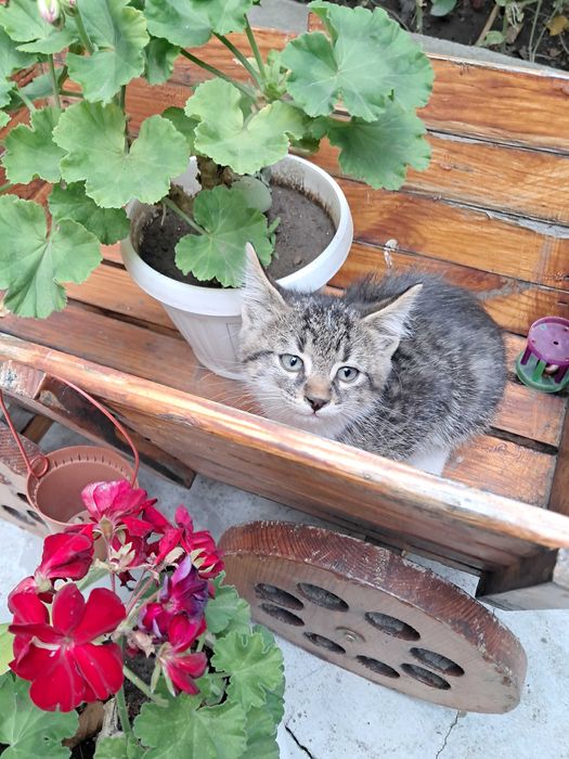 Подарявам 6 котета на грижовни стопани, гр. Елин Пелин