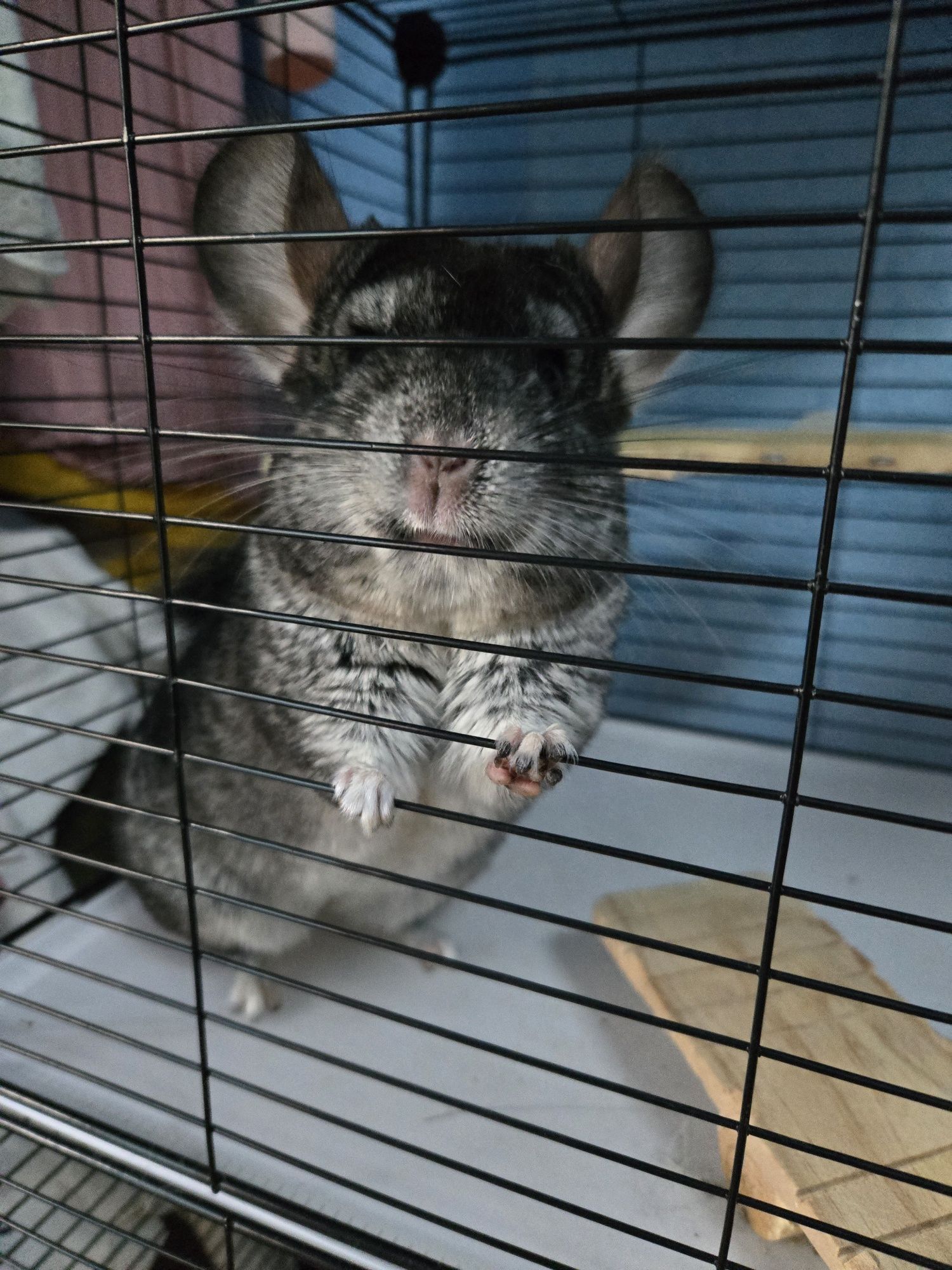 Familie completă de Chinchilla – cușcă + accesorii incluse!