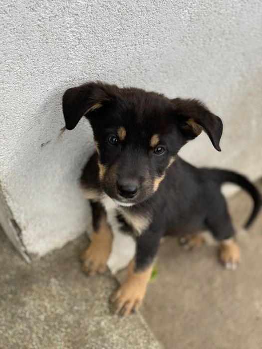 Donez pui de câine mix de ciobănesc german, rottweiler şi metiş
