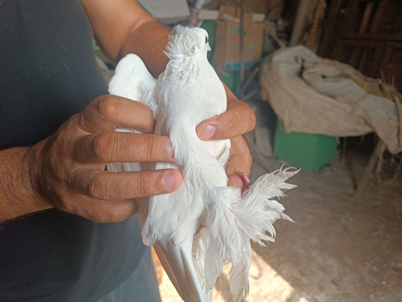 Kabutar bor optom