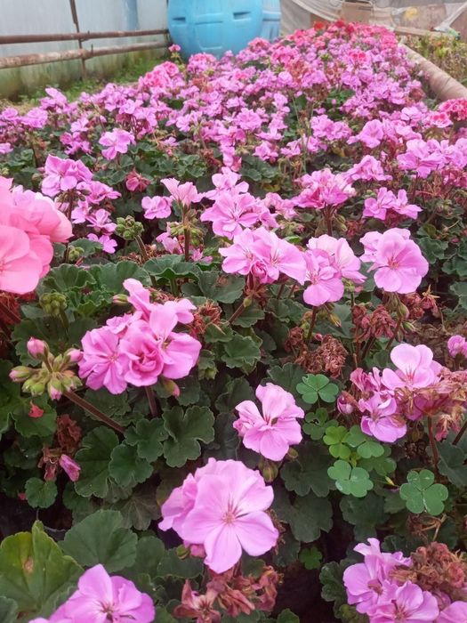 Манзарали дарахтлар, гуллар, арчалар этказиб берамиз