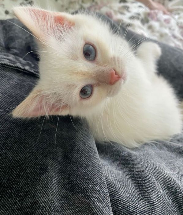 Продается белый котонек