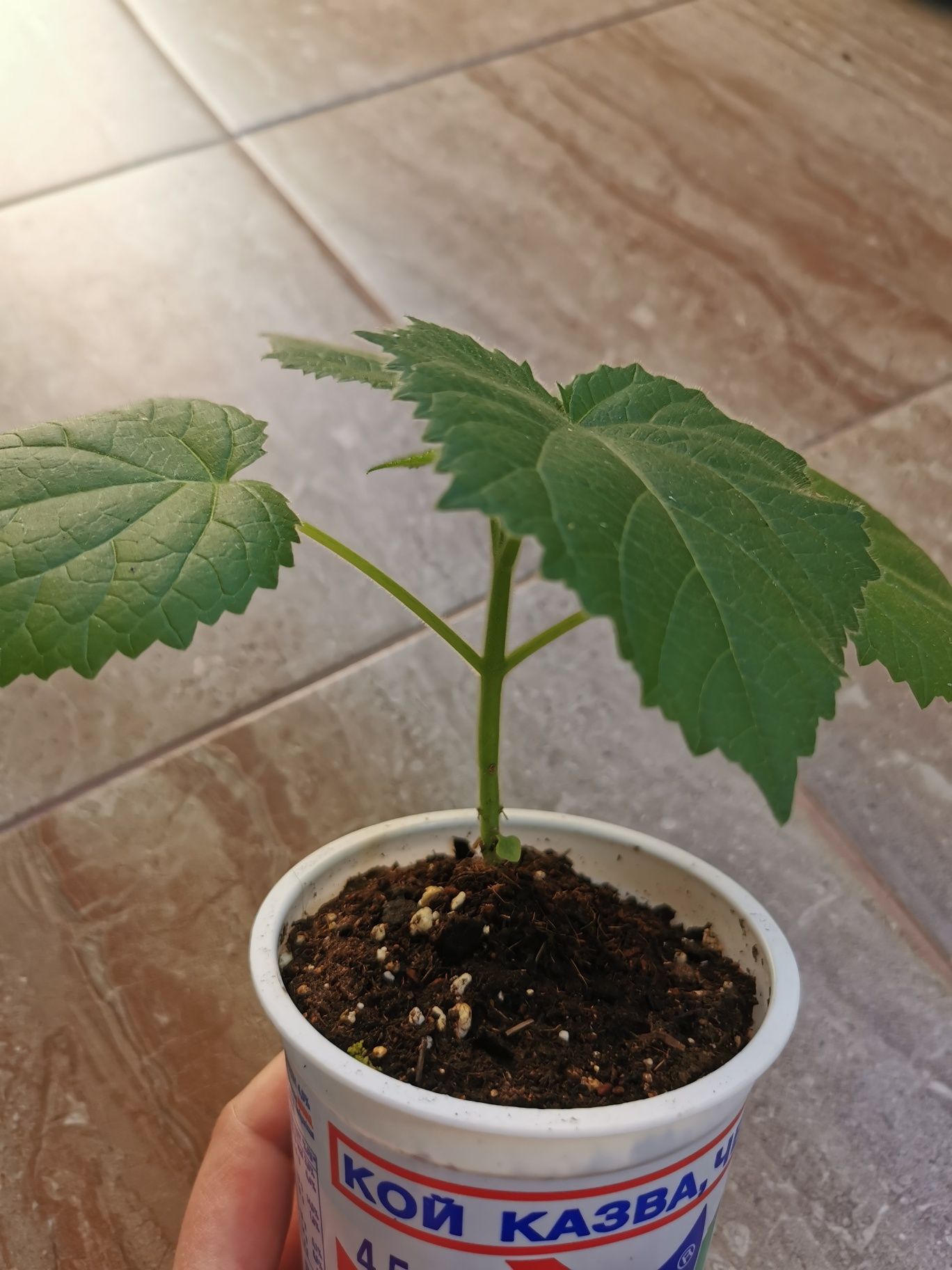 Пауловния Шан тонг /  Paulownia shan tong