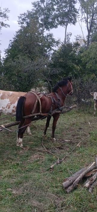 Vând armăsar cal foarte bland