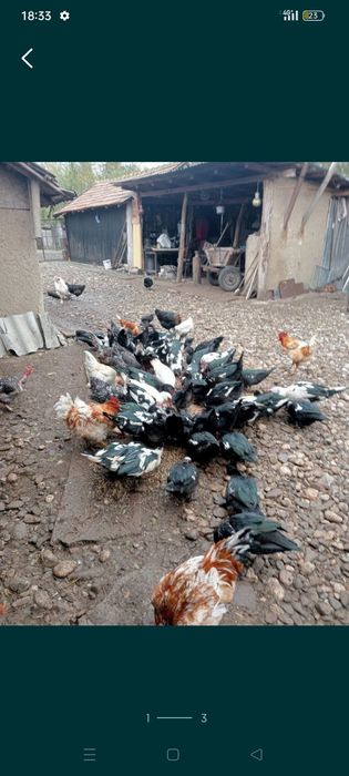 Rate și cocoși de vânzare .