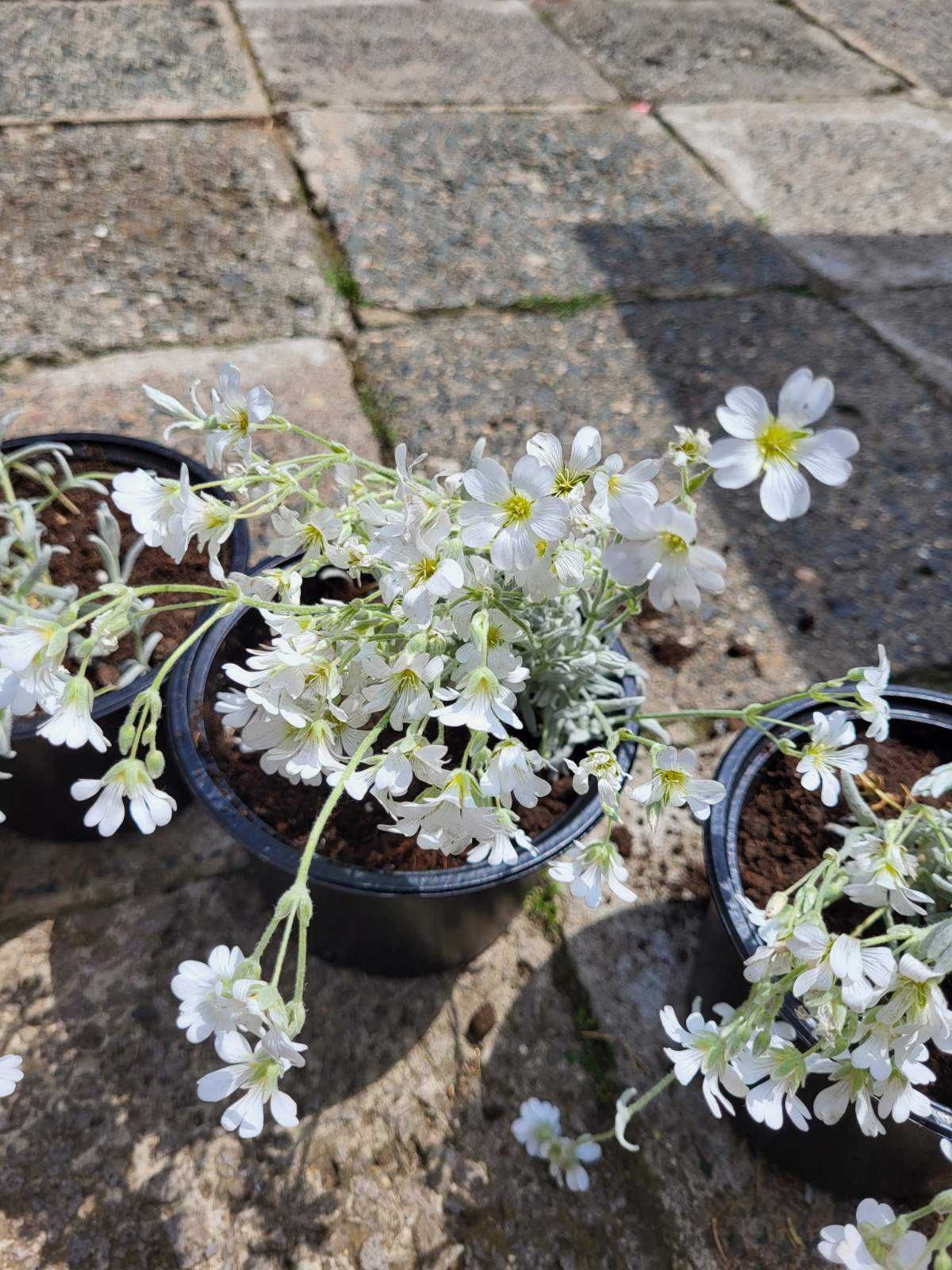 Продавам почвопокривно растение Cerastium tomentosum