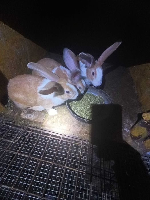 Micul fermier de iepuri