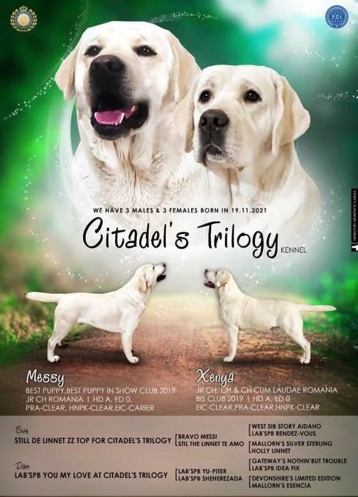 Vand Labrador Adult cu Pedigree