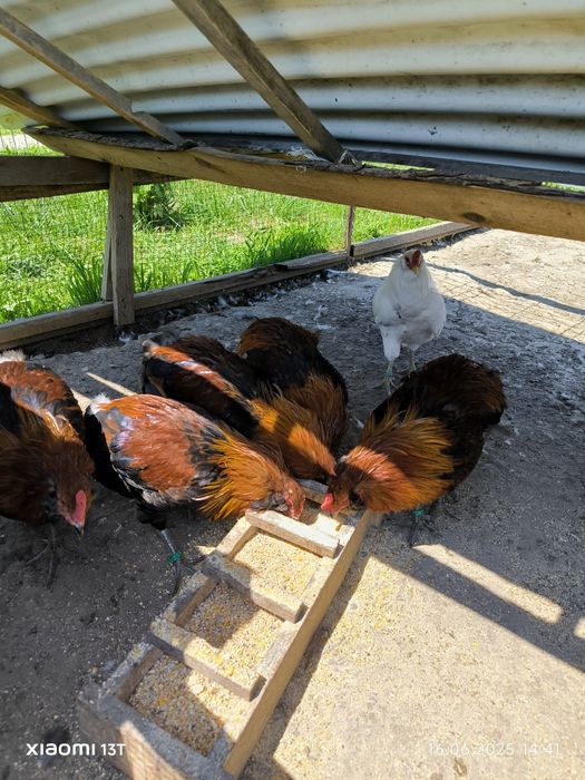 Cocosi araucana 2025