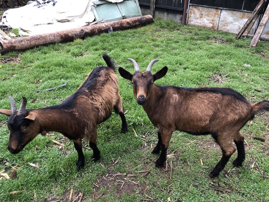 Capre Alpine Franceze pereche originale au virsta de 1 an