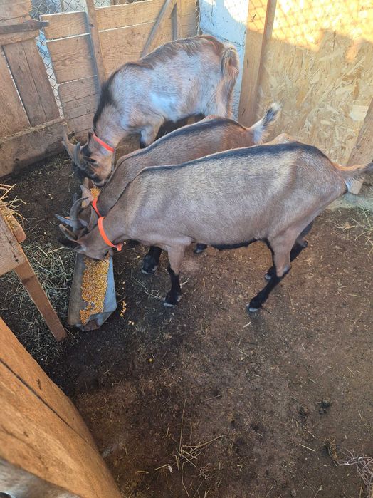 Vand 2 capre si un țap