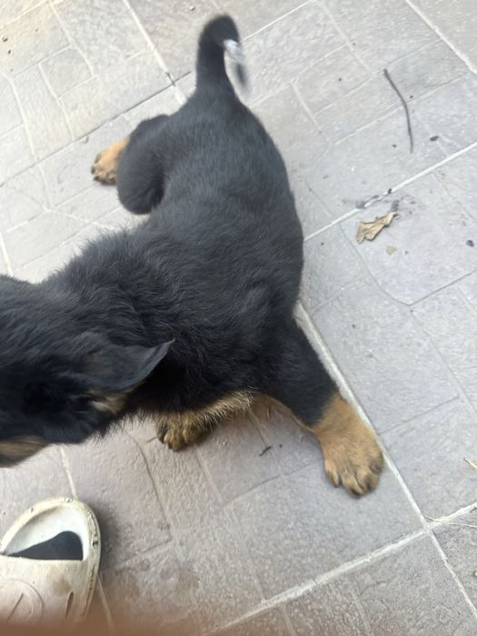 Donez catelusi 2 luni