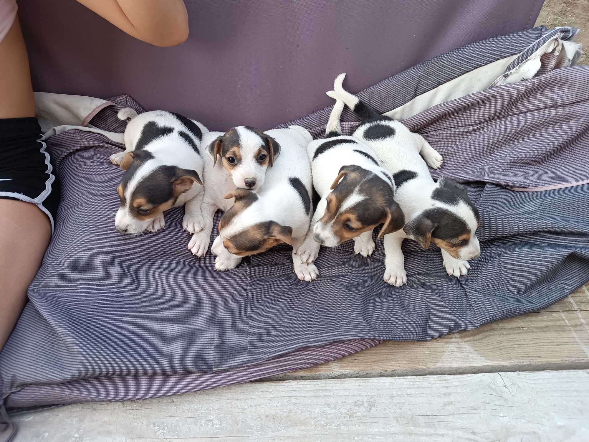 Продавам Джак Ръсел Териер