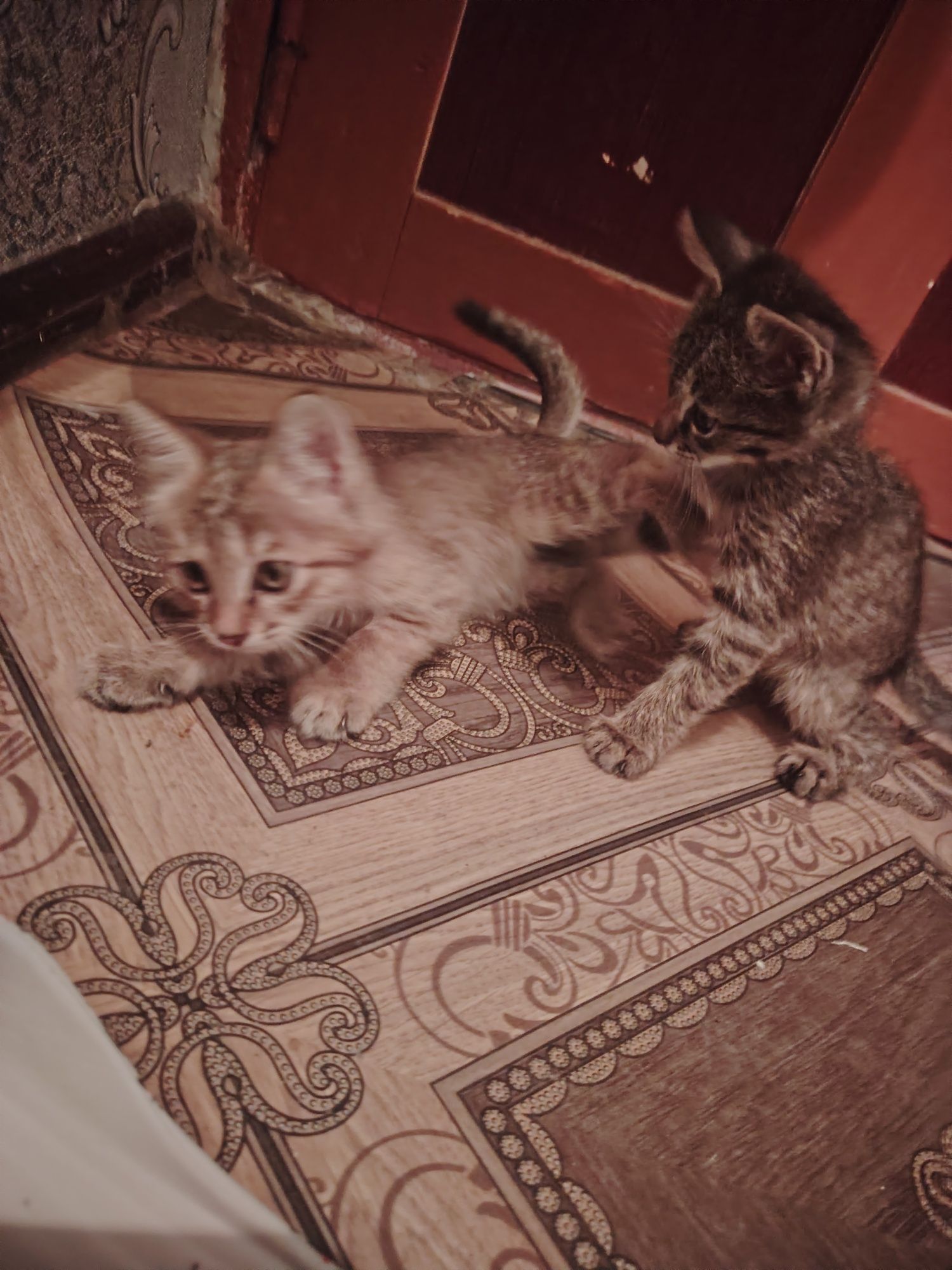 Отдам котят в хорошие руки