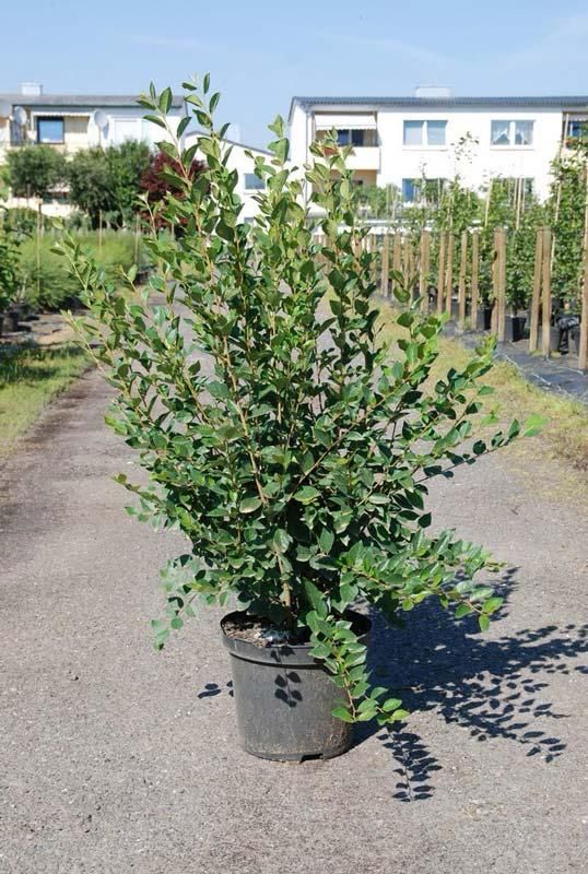Кизильник блестящий ( cotoneaster lucidus)