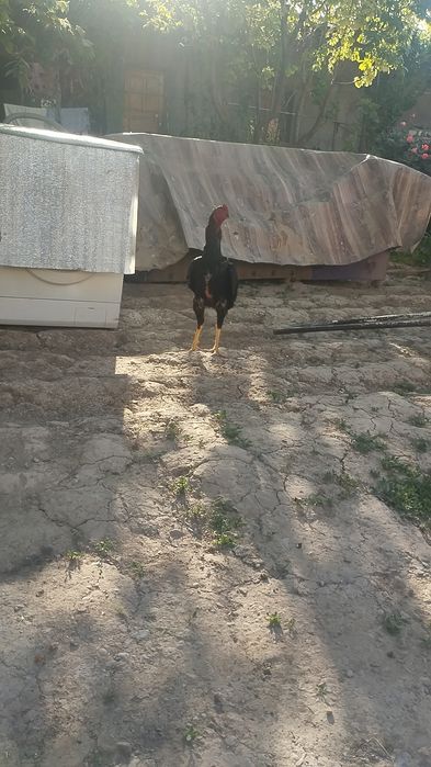 1 tulaklovda narx kelishamiz