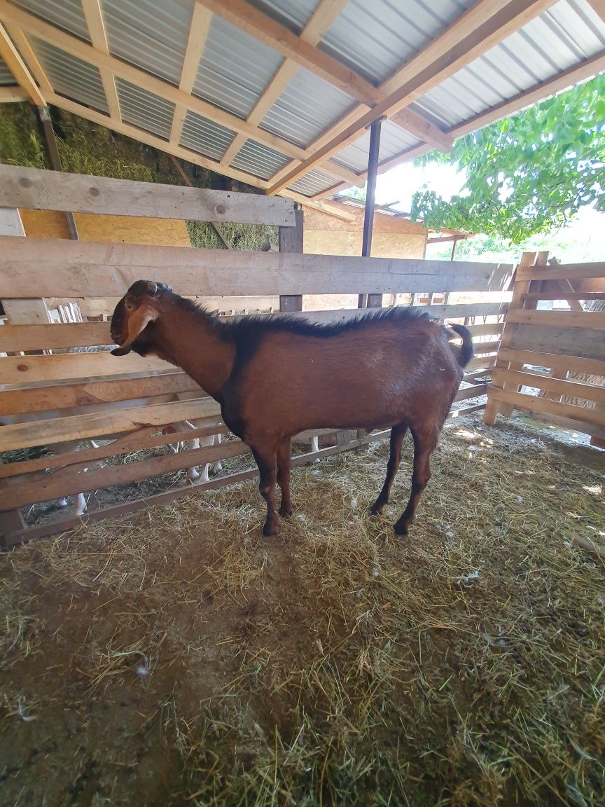 Vand țap anglo-nubian