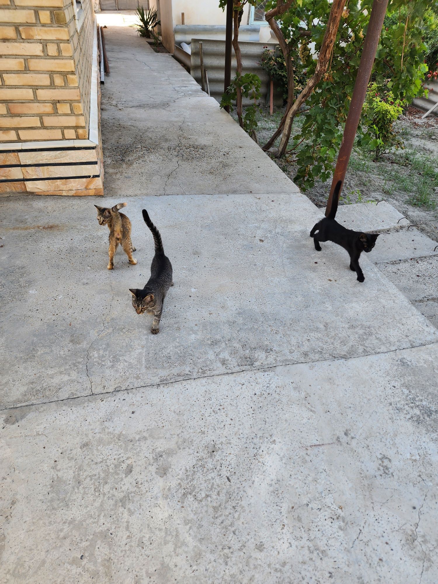 Котята 3х месячные