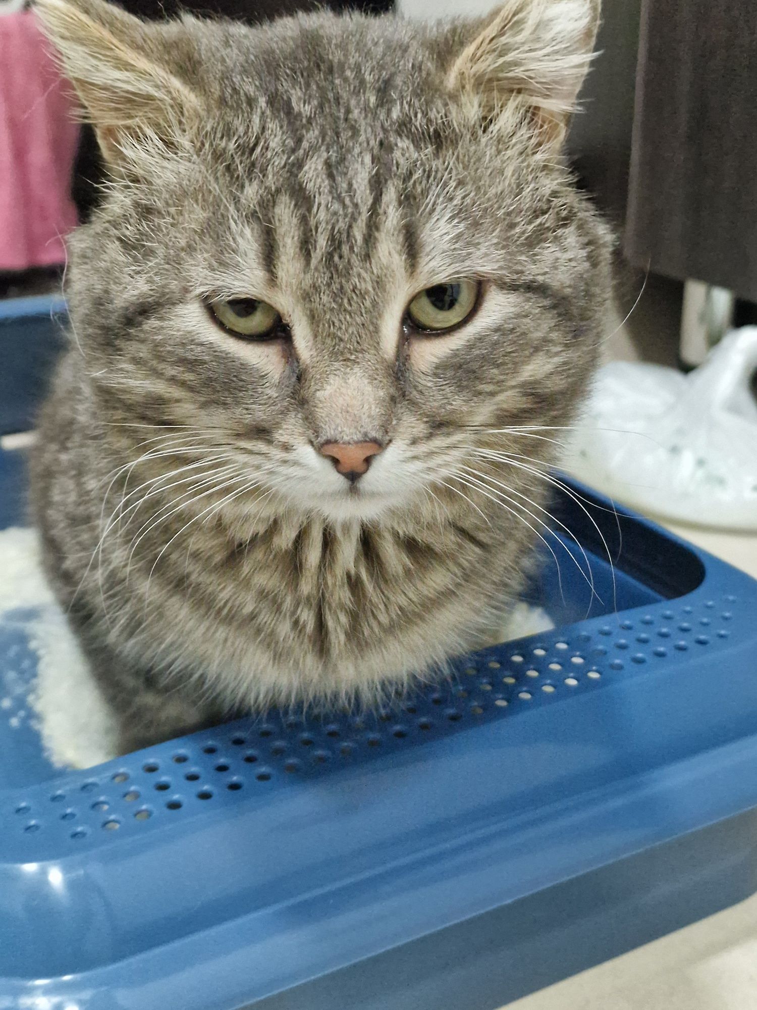 Котик Серёга ищет дом