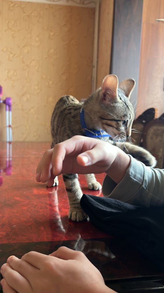 Бингальский Кот
