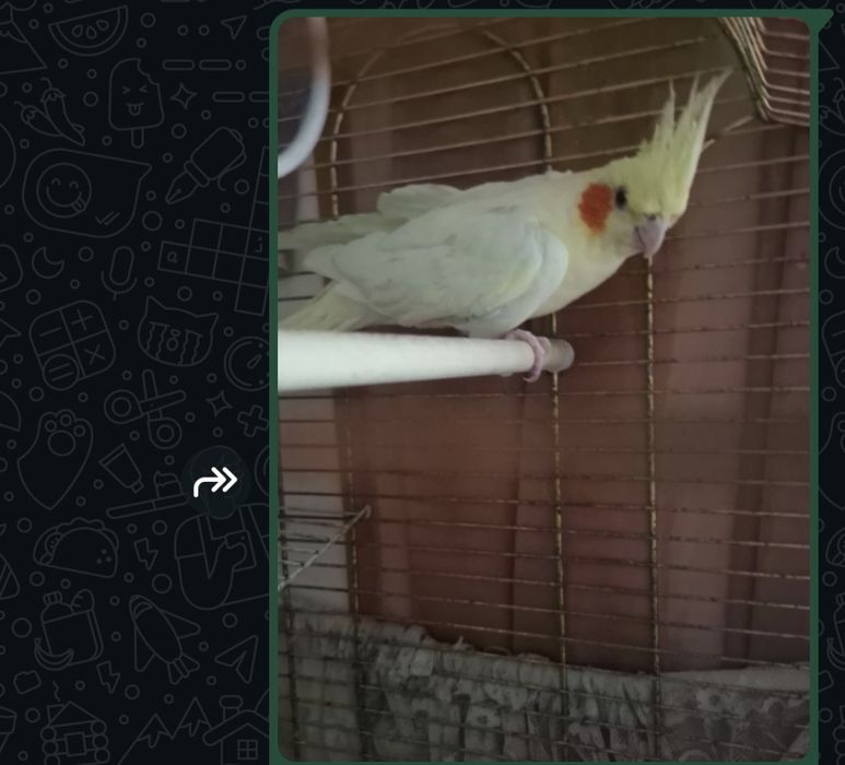 Здравствуйте. Продам попугая