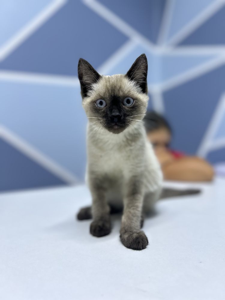 Котенок ищет дом
