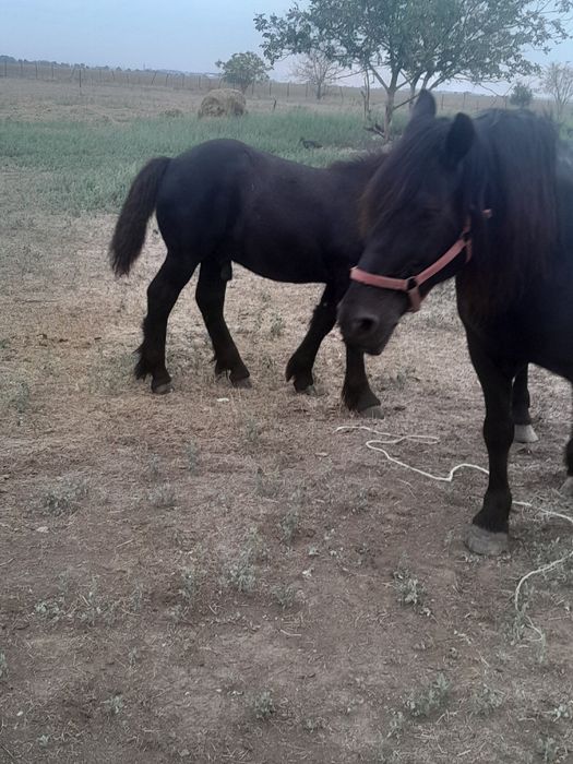De vanzare mànz negru de 5 luni.