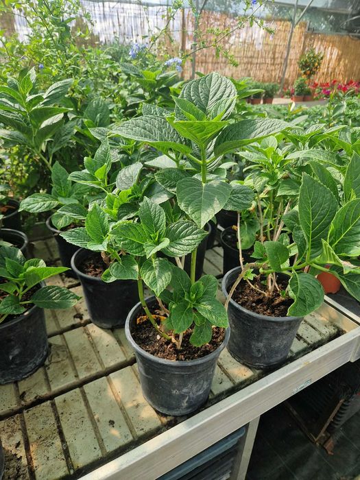 Hortensie  ''Adria''  Hydrangea