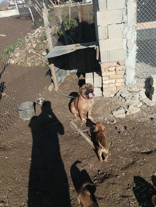 Кане Корсо Мелез