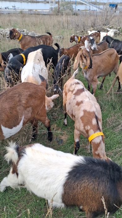 Vand capre anglonubiene