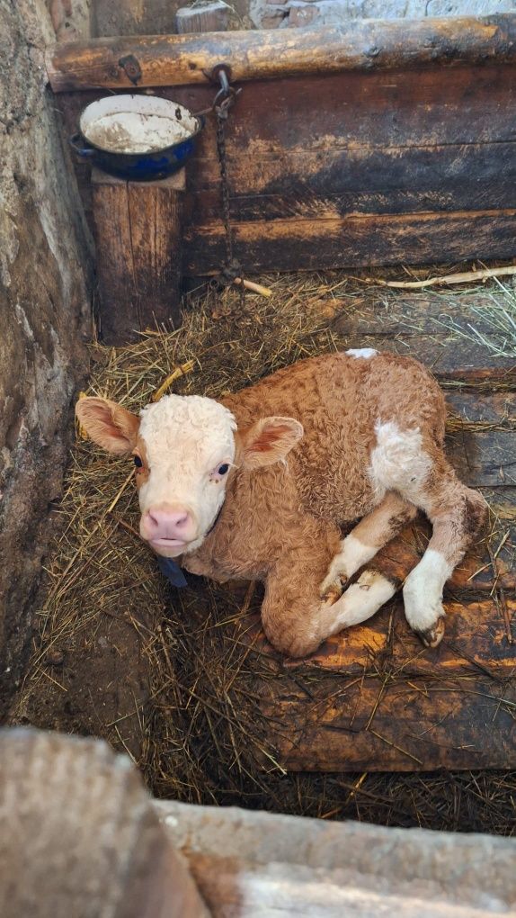 Vaca fatată de 1 luna