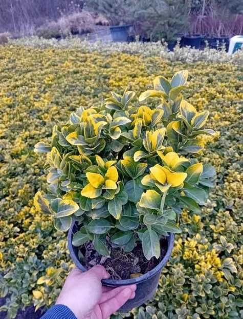 Plante ornamentale pentru o grădină spectaculoasă