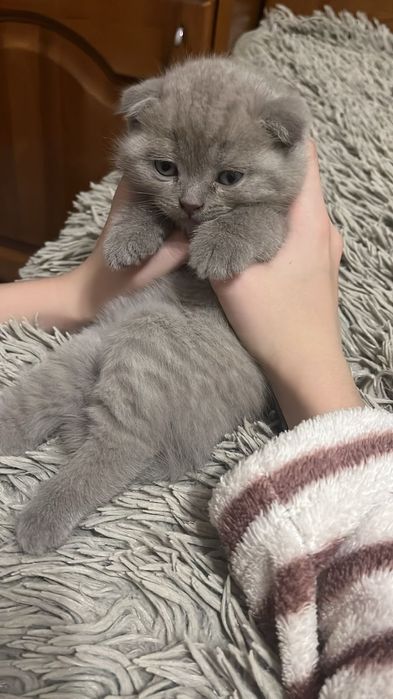 Шотландские котяга