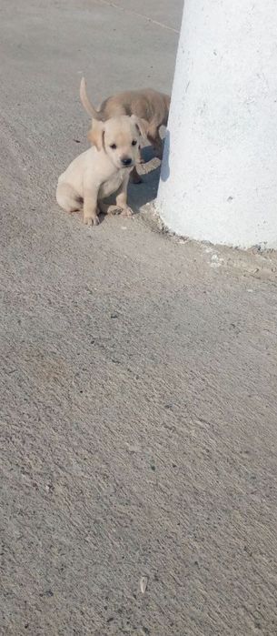 Отдам даром в хорошие руки